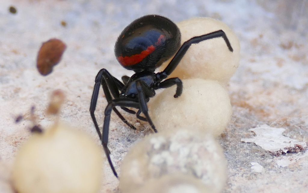 Theridiidae:  Steatoda paykulliana - penisola dell''Akamas (Cipro)